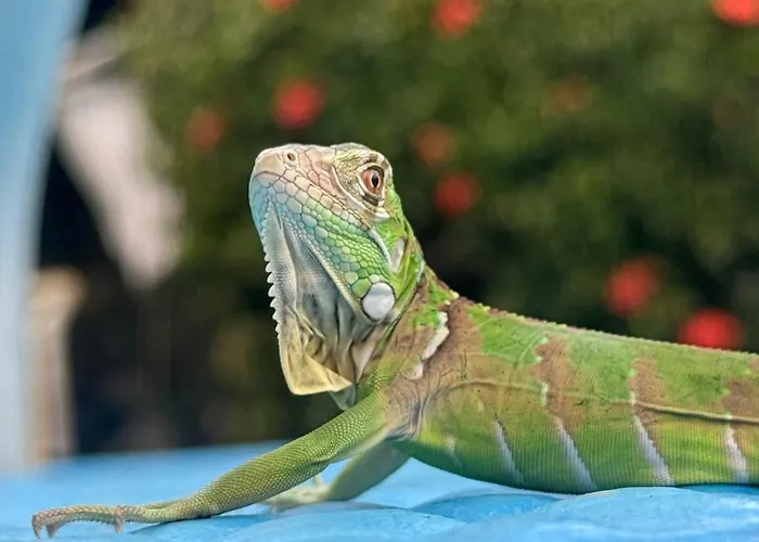 Acacia Playa Hermosa (Guanacaste)